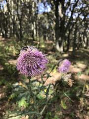 Cirsium rhaphilepis