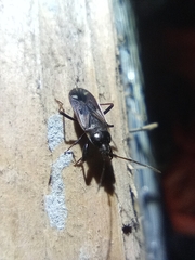 Eremocoris fenestratus
