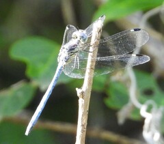 Hemistigma albipunctum