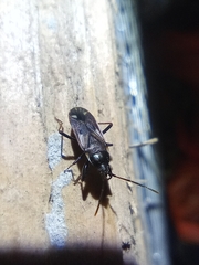 Eremocoris fenestratus