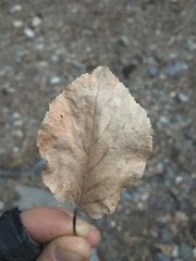 Prunus armeniaca