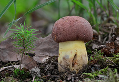 Butyriboletus appendiculatus