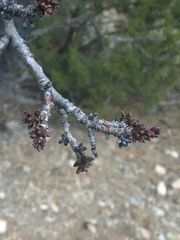 Prunus armeniaca