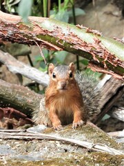 Notocitellus annulatus