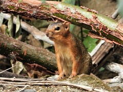 Notocitellus annulatus