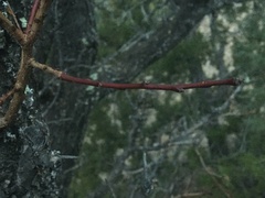 Prunus armeniaca