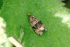 Syricoris lacunana