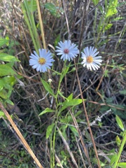 Symphyotrichum simmondsii