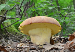 Butyriboletus appendiculatus