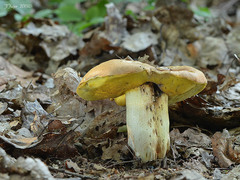 Butyriboletus appendiculatus