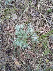 Artemisia sericea