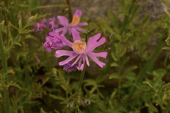 Schizanthus hookeri