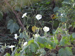 Ipomoea ampullacea