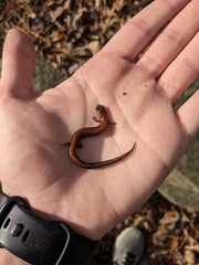 Plethodon serratus