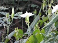 Ipomoea ampullacea