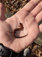 Plethodon serratus