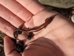 Plethodon serratus