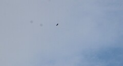 Parabuteo unicinctus