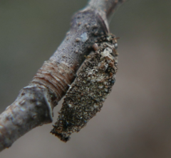 Dahlica triquetrella