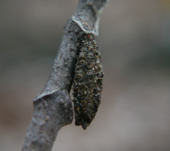 Dahlica triquetrella