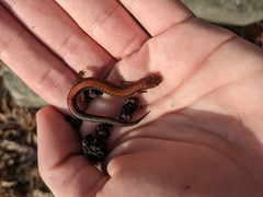 Plethodon serratus