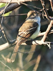Myiarchus