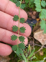 Sanguisorba verrucosa