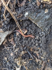 Plethodon serratus