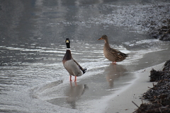 Anas platyrhynchos platyrhynchos