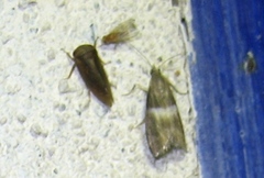 Elegia similella
