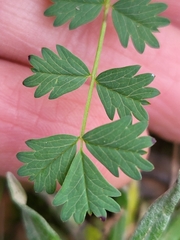 Sanguisorba verrucosa