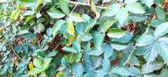 Rubus fruticosus