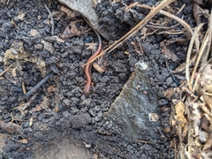 Plethodon serratus