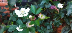 Rubus fruticosus