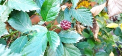 Rubus fruticosus