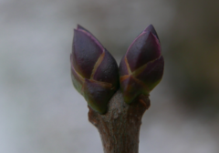 Syringa