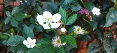 Rubus fruticosus