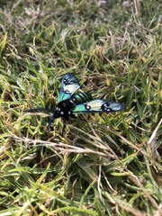 Chrysocale principalis