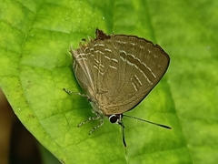 Deudorix epijarbas