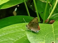 Deudorix epijarbas