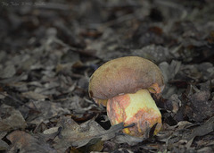 Butyriboletus appendiculatus