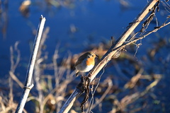 Erithacus rubecula