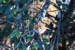 Erithacus rubecula