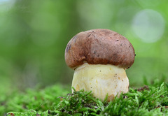 Butyriboletus appendiculatus