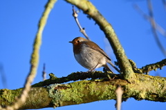 Erithacus rubecula