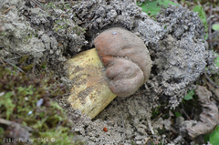 Butyriboletus appendiculatus