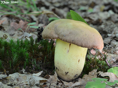 Butyriboletus appendiculatus