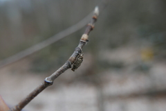 Dahlica triquetrella