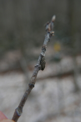 Dahlica triquetrella