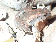Microhyla mukhlesuri